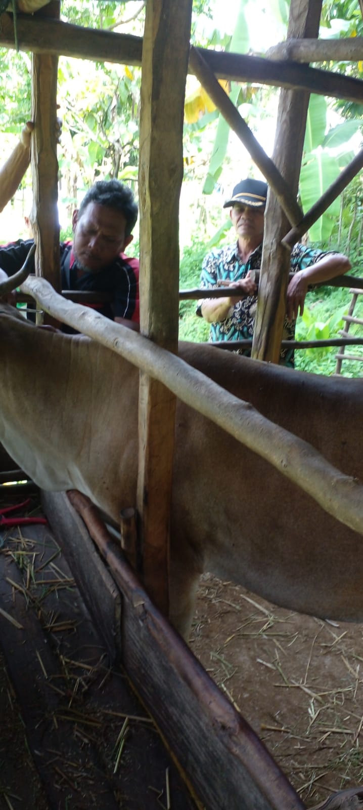 Kegiatan Vaksinasi Ternak sapi di Nagari Kapuh Utara